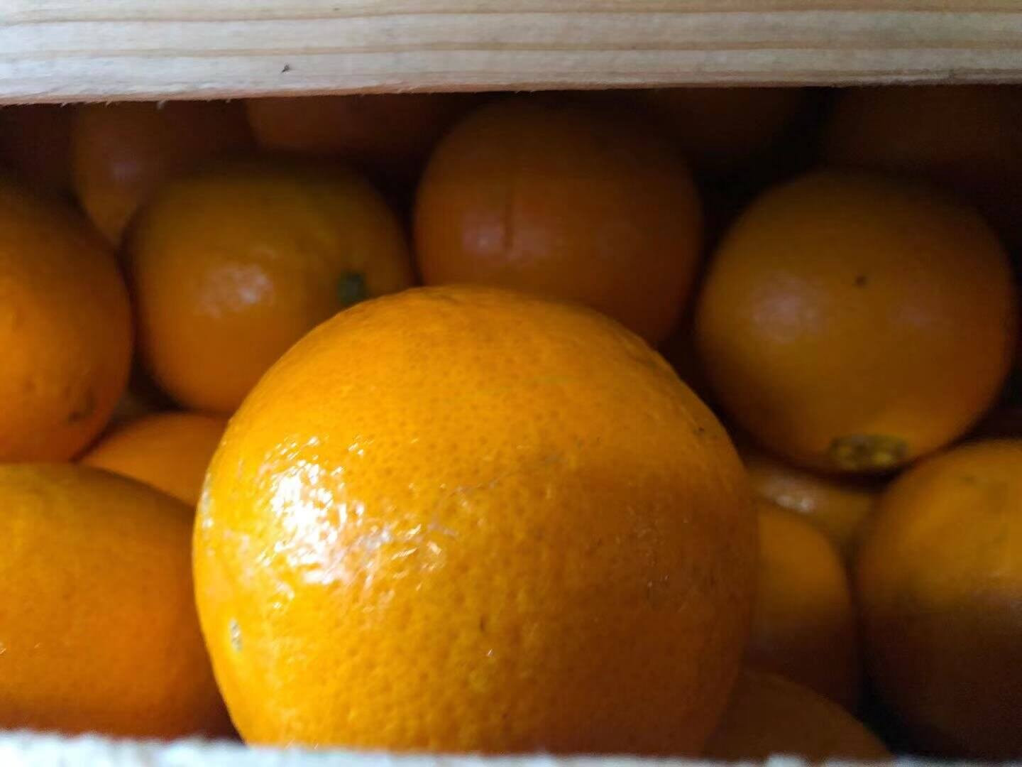 bulk-oranges.jpg