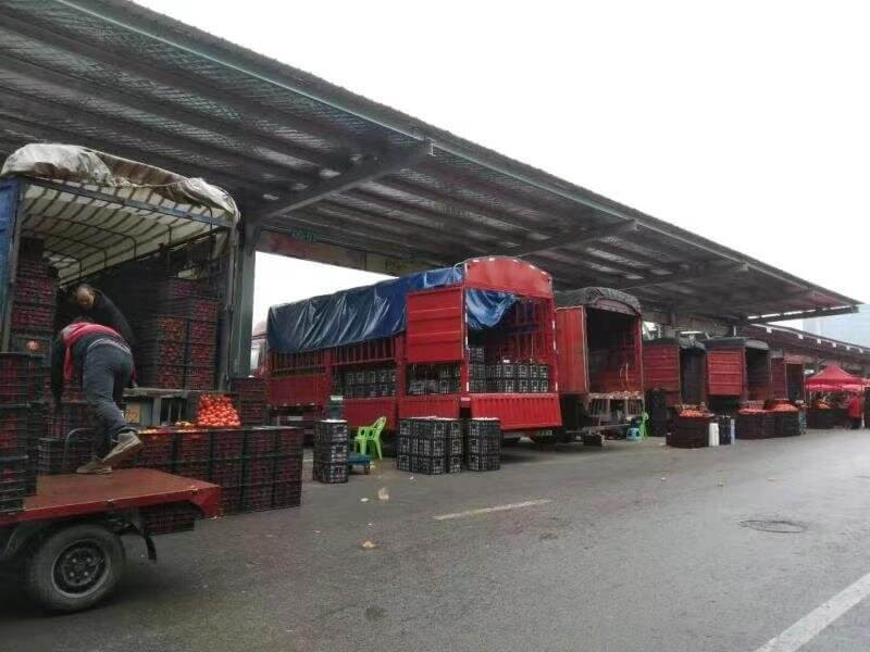 Trucks of Mandarins